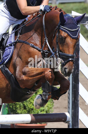 Visualizza il ponticello cavallo e cavaliere esecuzione salta in show jumping training. Messa a fuoco selettiva Foto Stock