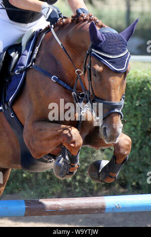 Visualizza il ponticello cavallo e cavaliere esecuzione salta in show jumping training. Messa a fuoco selettiva Foto Stock