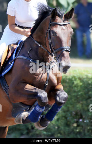 Visualizza il ponticello cavallo e cavaliere esecuzione salta in show jumping training. Messa a fuoco selettiva Foto Stock