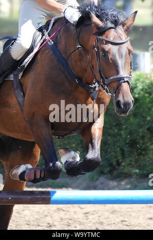 Visualizza il ponticello cavallo e cavaliere esecuzione salta in show jumping training. Messa a fuoco selettiva Foto Stock