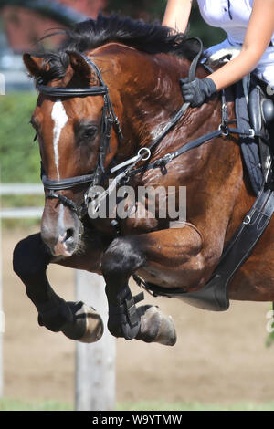 Visualizza il ponticello cavallo e cavaliere esecuzione salta in show jumping training. Messa a fuoco selettiva Foto Stock