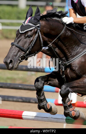 Visualizza il ponticello cavallo e cavaliere esecuzione salta in show jumping training. Messa a fuoco selettiva Foto Stock