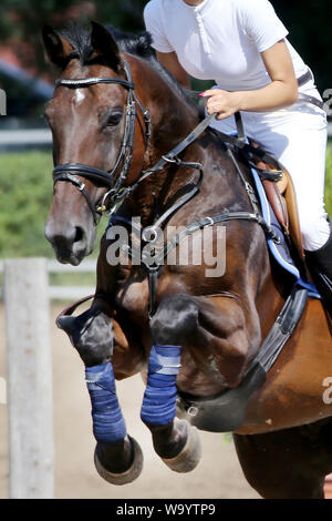Visualizza il ponticello cavallo e cavaliere esecuzione salta in show jumping training. Messa a fuoco selettiva Foto Stock