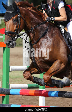 Visualizza il ponticello cavallo e cavaliere esecuzione salta in show jumping training. Messa a fuoco selettiva Foto Stock