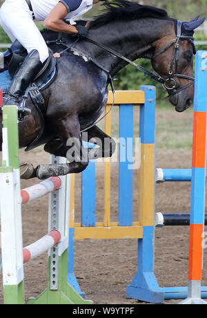 Visualizza il ponticello cavallo e cavaliere esecuzione salta in show jumping training. Messa a fuoco selettiva Foto Stock
