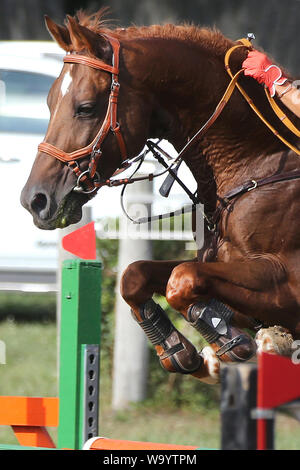 Visualizza il ponticello cavallo e cavaliere esecuzione salta in show jumping training. Messa a fuoco selettiva Foto Stock