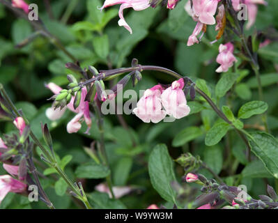 Salvia greggii 'Stormy rosa' Foto Stock