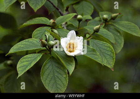 Stewartia pseudocamellia Foto Stock