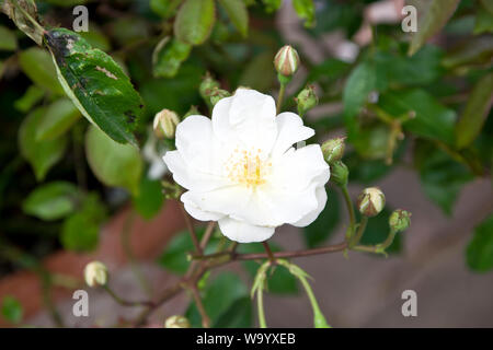 Rose Pax Foto Stock