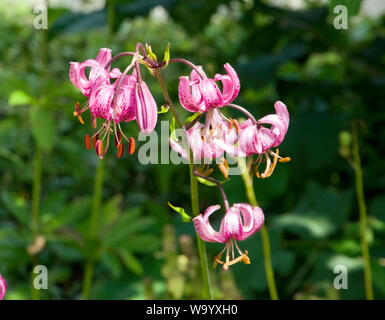 Lilium martagon Foto Stock