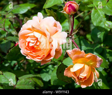 Lady Rose Emma Hamilton Foto Stock