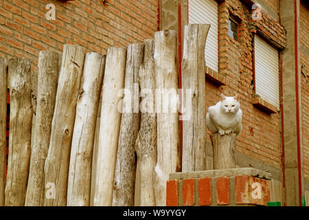 Gatto Bianco seduto sul rustico recinzione di legno al di fuori della casa in mattoni Foto Stock