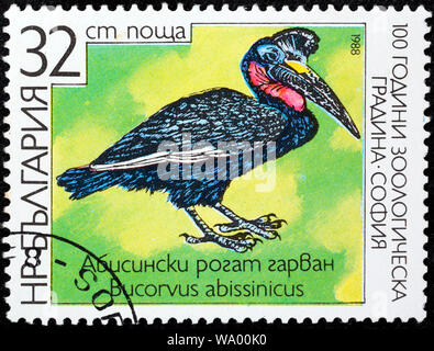 Massa abissino-hornbill, terra del nord-hornbill, Bucorvus abyssinicus, francobollo, Bulgaria, 1988 Foto Stock