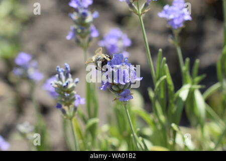 Il miele delle api su una lavanda e raccolta di polen. Flying honeybee. Uno bee battenti durante la giornata del sole. Un insetto. Campo di lavanda con bella luce solare. Foto Stock