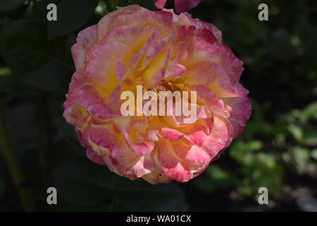 Floribunda, Rose, nobile rose. Giallo e Arancione Rosa piante. Un impianto con modifica colore rose .rose multicolori con sorprendente combinazione og rosso, ye Foto Stock