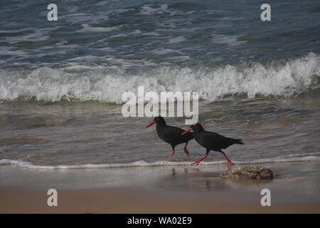 Oystercatchers neri (Haematopus moquini) alla riva del Cannon Rocks, Capo Orientale, Sud Africa Foto Stock