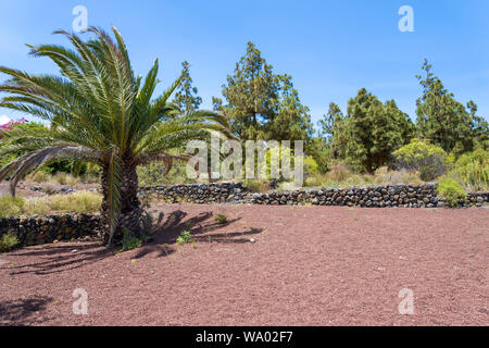 Palma Canarie Phoenix canariensis è una specie di pianta flowering in palm famiglia Arecaceae, nativo per le isole Canarie. Foto Stock