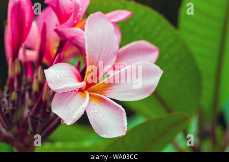 Rosa fiore tropicale con rugiada su di esso. Plumeria è un genere di piante in fiore nella famiglia dogbane, Apocynaceae. Close-up foto di sfondo con select Foto Stock