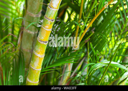 Piante tropicali foto di sfondo con il fuoco selettivo preso nella foresta pluviale malese Foto Stock