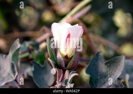 Abstract soft blurred and soft focus colorful of cotton flower Foto Stock