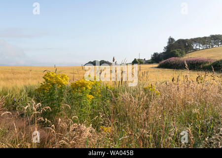 Una varietà di erbe e fiori selvatici, tra cui erba tossica e Rosebay Willowherb, ai margini di un campo di orzo forniscono un habitat per la fauna selvatica Foto Stock