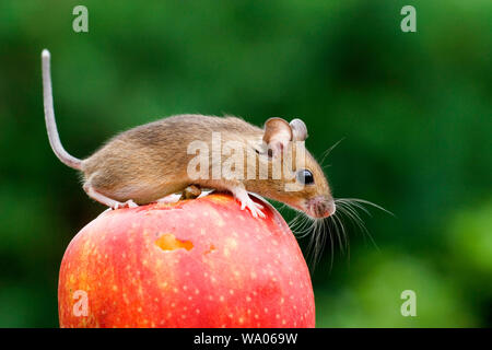 Maus auf einem Apfel, prigionieri 30052672.Caption locale *** Foto Stock