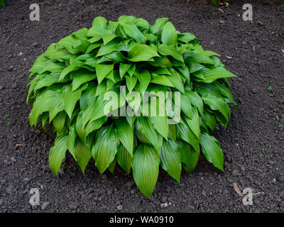 Green Hosta nel giardino estivo. Piante ornamentali Khosta (Funkiya) verde hosta (Hosta plantaginea) Foto Stock