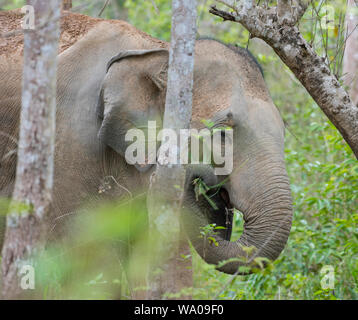 Close up della testa di un selvaggio Elefante Asiatico, Elephas maximus nella foresta in Kui Buri NP Thailandia Foto Stock
