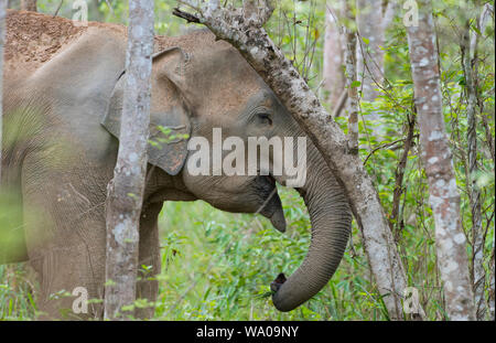 Close up della testa di un selvaggio Elefante Asiatico, Elephas maximus nella foresta in Kui Buri NP Thailandia