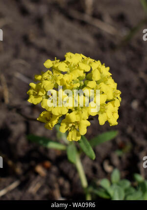 Oro alissum o borace. Fioritura Alissum (Alison, Gmelina) nel giardino. Fiori Foto Stock