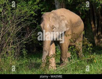 Coperti di fango Wild Elefante Asiatico, Elephas maximus nella foresta in Kui Buri NP Thailandia Foto Stock