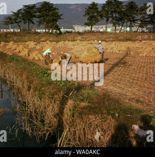 Anni sessanta, storico, agricoltura, Cina, cinese operai agricoli in un campo facendo triangolare di balle di fieno. Foto Stock