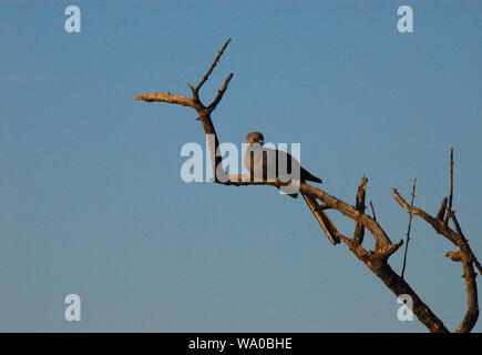 South African Safari - Una bella wild Grey Lourie appollaiato su un albero morto. Noto anche come andare lontano bird grazie alla sua unica chiamata. Foto Stock