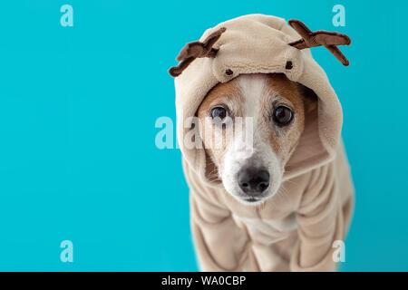 Cane di natale che indossano il costume di cervo Foto Stock