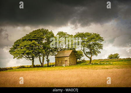 Un piccolo fienile sul bordo della brughiera del Peak District. Foto Stock