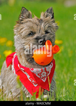 Giocoso Cairn Terrier cucciolo con red bandana in piedi nel prato, giocando con il giocattolo, guardando in lontananza. Foto Stock