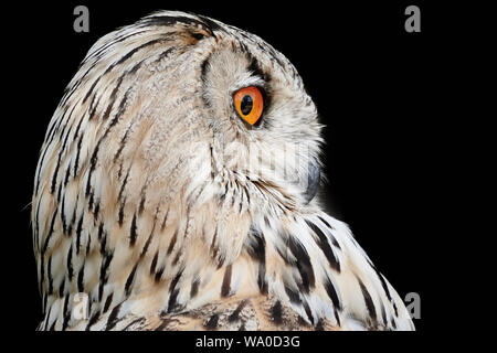 Ritratto laterale di un Siberiano Eagle-Owl (Bubo bubo sibiricus) e sfondo nero Foto Stock