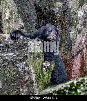Nero orso grizzly nella Grande Foresta Pluviale Orso British Columbia Foto Stock