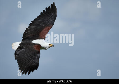 African Sea Eagle in volo e cielo blu - Haliaeetus vocifer Foto Stock