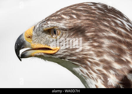 Ferruginosa Poiana (Buteo regalis) Profilo laterale infront di sfondo bianco Foto Stock