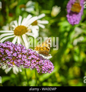 Dipinto di Lady farfalla in un giardino in Scozia in estate Foto Stock