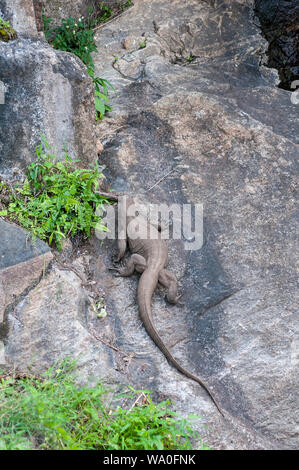 Monitor lizard strisciando sul in una regione montagnosa Foto Stock