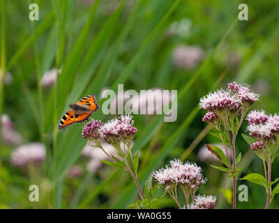 Piccola Tartaruga alimentazione a farfalla sulla canapa-agrimonia nel fieno prato Wensum Valley Norfolk Foto Stock