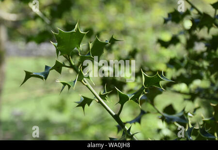 Fino vicino a holly foglie e un holly bush. Foto Stock