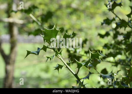 Fino vicino guardare una spinosa verde comune holly bush. Foto Stock