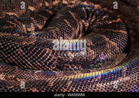 Sfondo - vivace serpente a spirale anelli con grandi scale di colore marrone con rainbow highlights Foto Stock