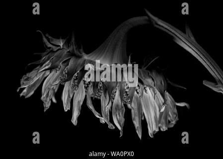Morendo di girasole di avvizzimento in profilo, ricordando le saddness e la solitudine della vecchiaia e appassite amore in bianco e nero su nero morendo avvizzimento red Foto Stock