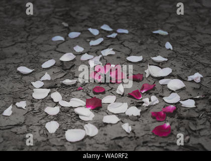 Un morto red rose che posa in arido suolo incrinato con petali perso sprea tutto, per illustrare i concetti di una siccità a causa di cambiamenti climatici o morte Foto Stock