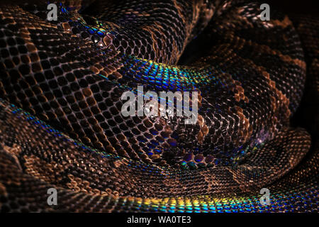 Sfondo - vivace serpente a spirale anelli con grandi scale di colore marrone con rainbow highlights Foto Stock