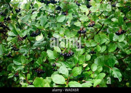 Bacche mature di chokeberry Aronia sui rami di cespugli in un giorno di pioggia Foto Stock